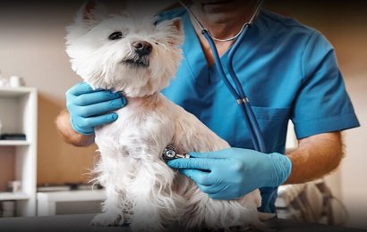 Study veterinary medicine in Bulgaria